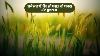 जाने ठण्ड में कौन सी फसल को फायदा और नुकसान