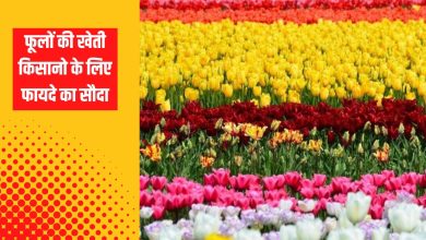 फूलों की खेती किसानो के लिए फायदे का सौदा