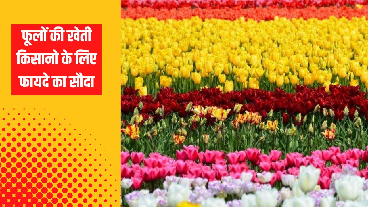 फूलों की खेती किसानो के लिए फायदे का सौदा