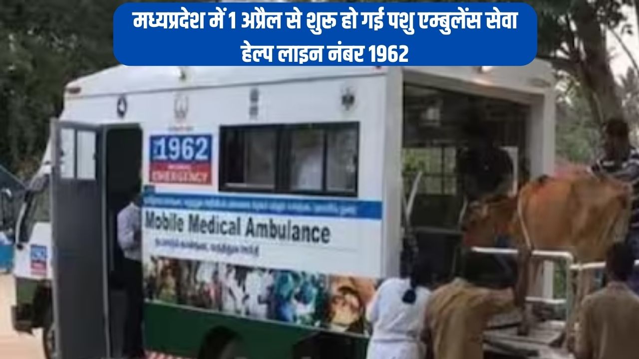 मध्यप्रदेश में 1 अप्रैल से शुरू हो गई पशु एम्बुलेंस सेवा, हेल्प लाइन नंबर 1962