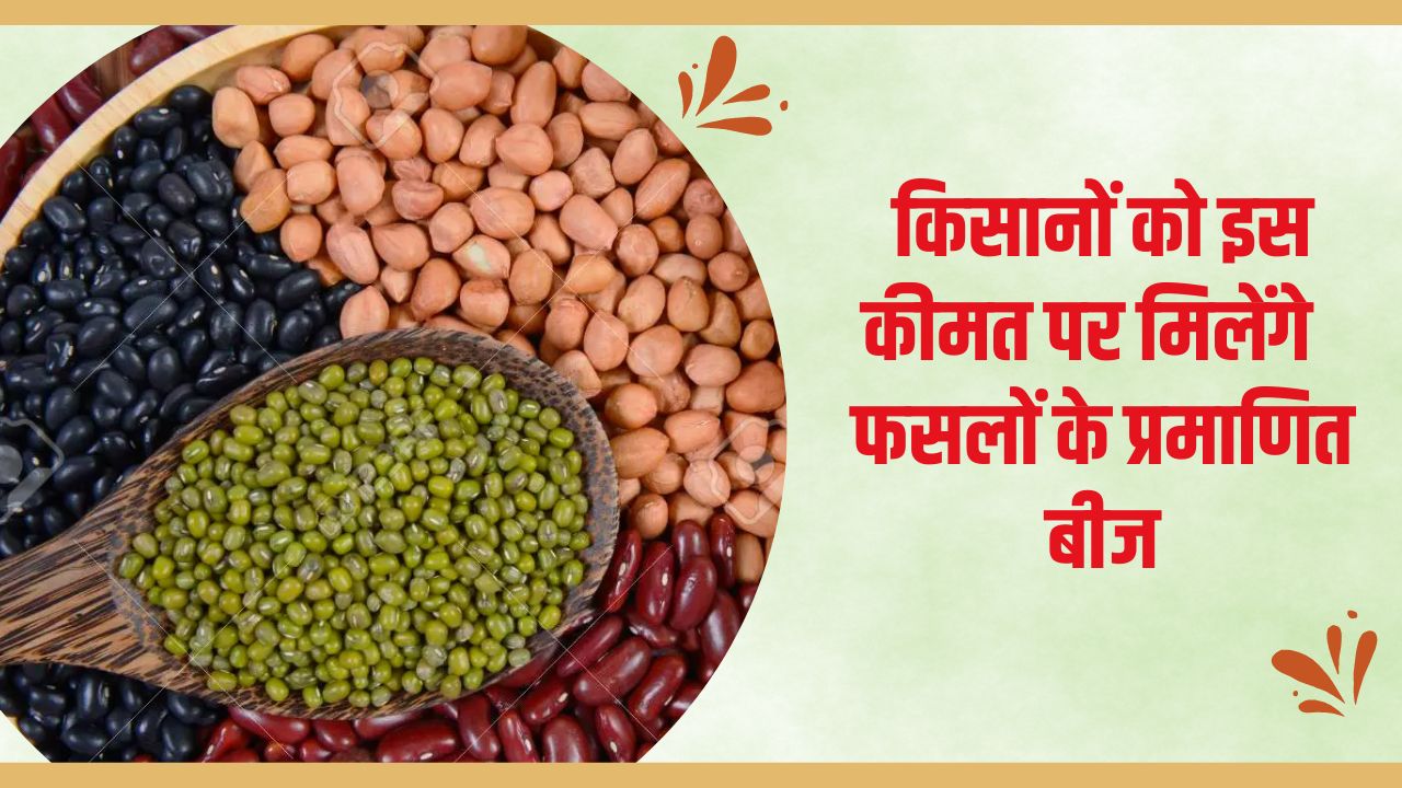 फसलों के प्रमाणित बीज की कीमत