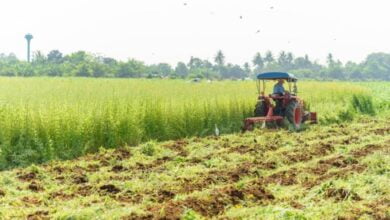 इस गर्मी खेतों में हरी खाद लगाएं क‍िसान