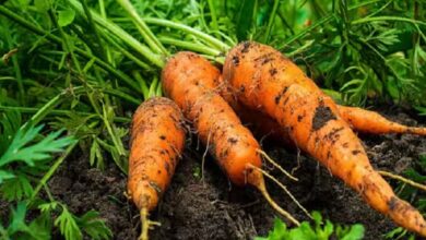 गाजर के बीज का उत्पादन