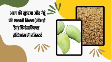 आम की सुंदरजा और गेहूं की शरबती किस्म (जीआई टैग) जियोग्राफिकल इंडिकेशंस में रजिस्टर्ड