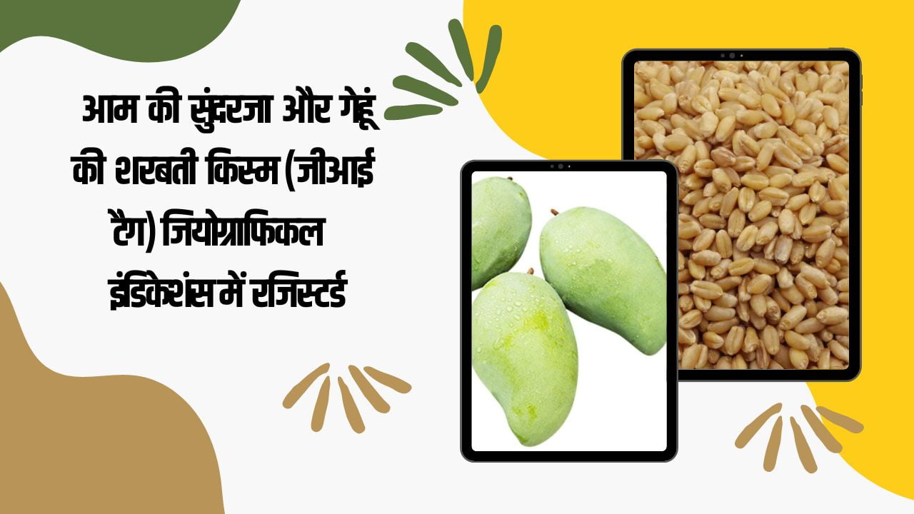 आम की सुंदरजा और गेहूं की शरबती किस्म (जीआई टैग) जियोग्राफिकल इंडिकेशंस में रजिस्टर्ड
