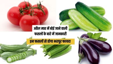 अप्रैल माह में बोई जाने वाली फसलों के बारे में जानकारी