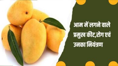 आम में लगने वाले प्रमुख कीट,रोग एवं उनका नियंत्रण