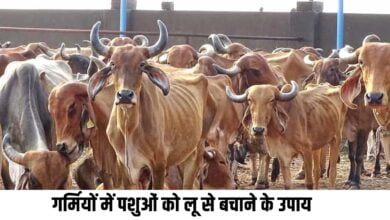 गर्मियों में पशुओं को लू लगने के लक्षण और लू से बचाने के लिये उपाय