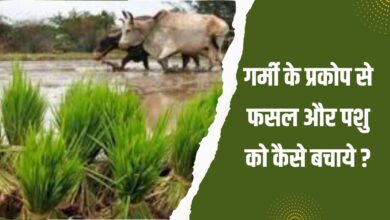 गर्मी के प्रकोप से फसल और पशु को कैसे बचाये