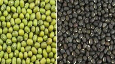 जायद मूंग एवं उड़द की समर्थन मूल्य MSP पर खरीदी