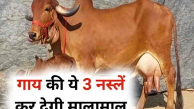 इन नस्लों की गाय आपके लिए काफी फायदेमंद साबित होगी.