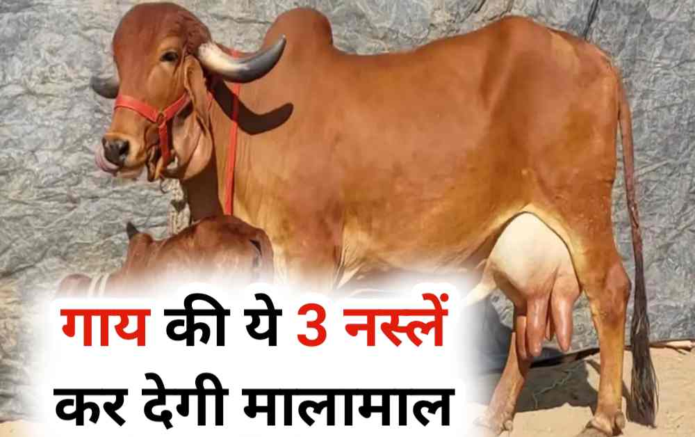 इन नस्लों की गाय आपके लिए काफी फायदेमंद साबित होगी.