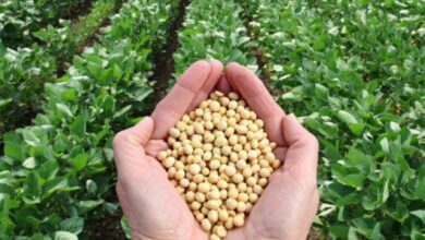 सोयाबीन की फसल की बुवाई