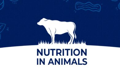 nutrition in animal