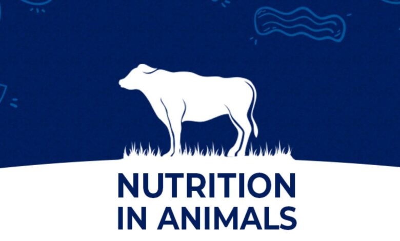 nutrition in animal
