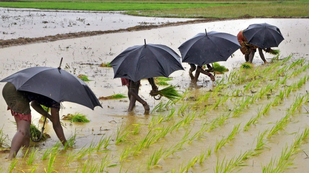 जुलाई में करे प्रमुख सब्जियों की खेती