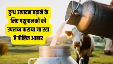 दुग्ध उत्पादन बढ़ाने के लिए पशुपालकों को उपलब्ध कराया जा रहा है पौष्टिक आहार