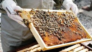मधुमक्खी पालन