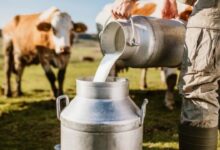 दूध उत्पादन