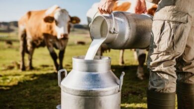 दूध उत्पादन