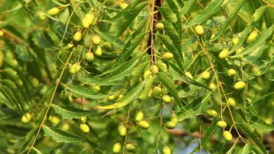 नीम का जैविक खेती में उपयोग एवं महत्व...