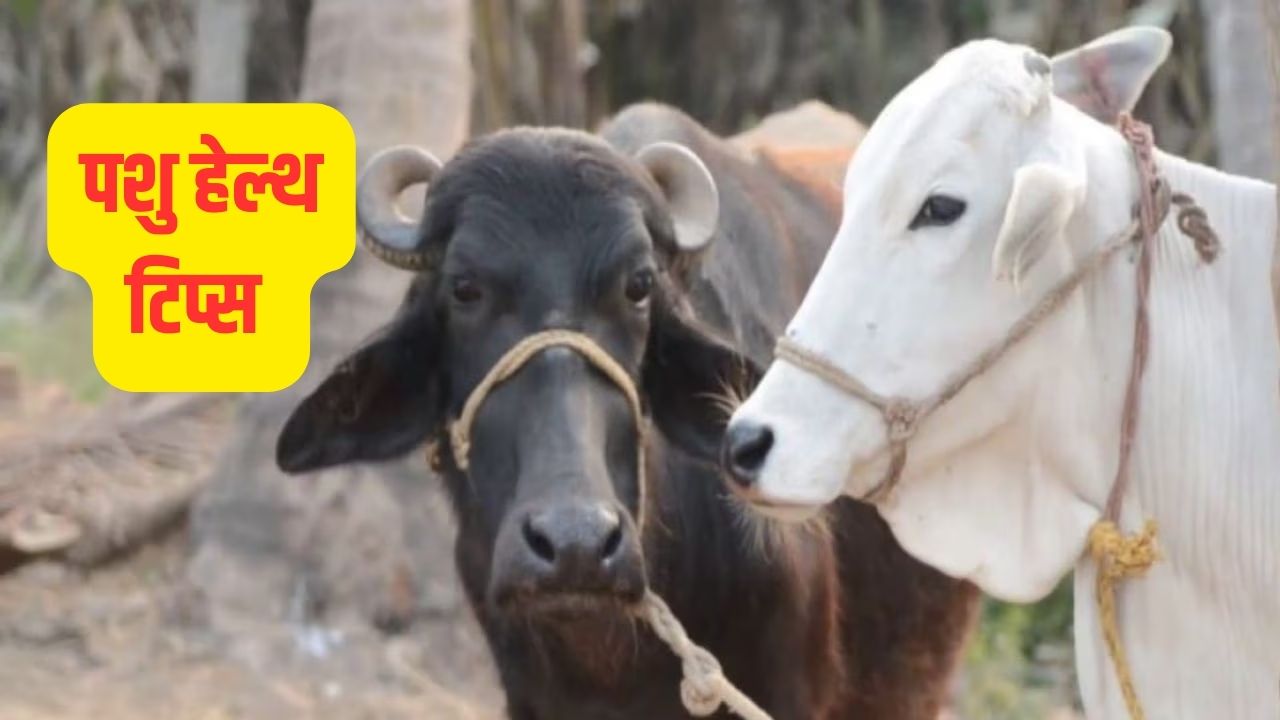 कुछ शानदार उपाय, जो पशुओं को स्वस्थ और तगड़ा बनाने में आपकी मदद करेंगे।