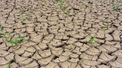 बंजर जमीन को उपजाऊ और शक्तिशाली बनाने का तरीका