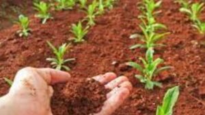 लाल मिट्टी 