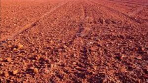 लैटेराइट और दलदली मिट्टी  