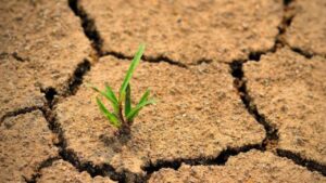 शुष्क मिट्टी