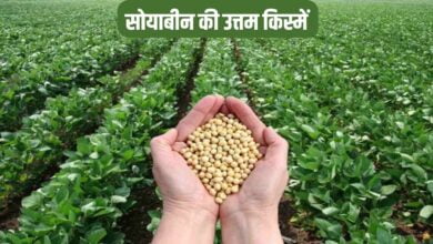 सोयाबीन की उत्तम किस्में