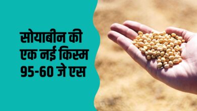 सोयाबीन की एक नई किस्म सोयाबीन 95-60 जे एस