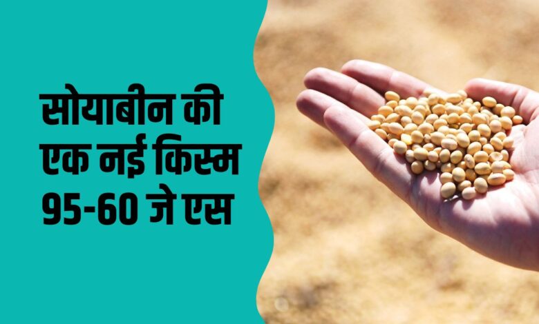 सोयाबीन की एक नई किस्म सोयाबीन 95-60 जे एस
