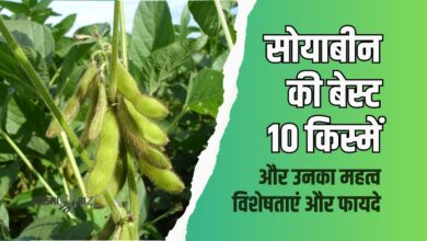 सोयाबीन की बेस्ट 10 किस्में