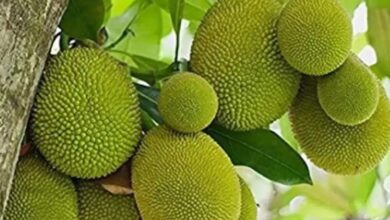 किसानों के लिए खुशखबरी सरकार दे रही कटहल की खेती पर 50% सब्सिडी