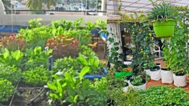 छत पर करें सब्जियों की खेती, हर महीने होगी हजारों रुपये की बचत