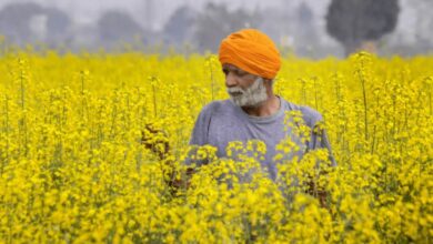 सरसों की पहली सिंचाई कब करें