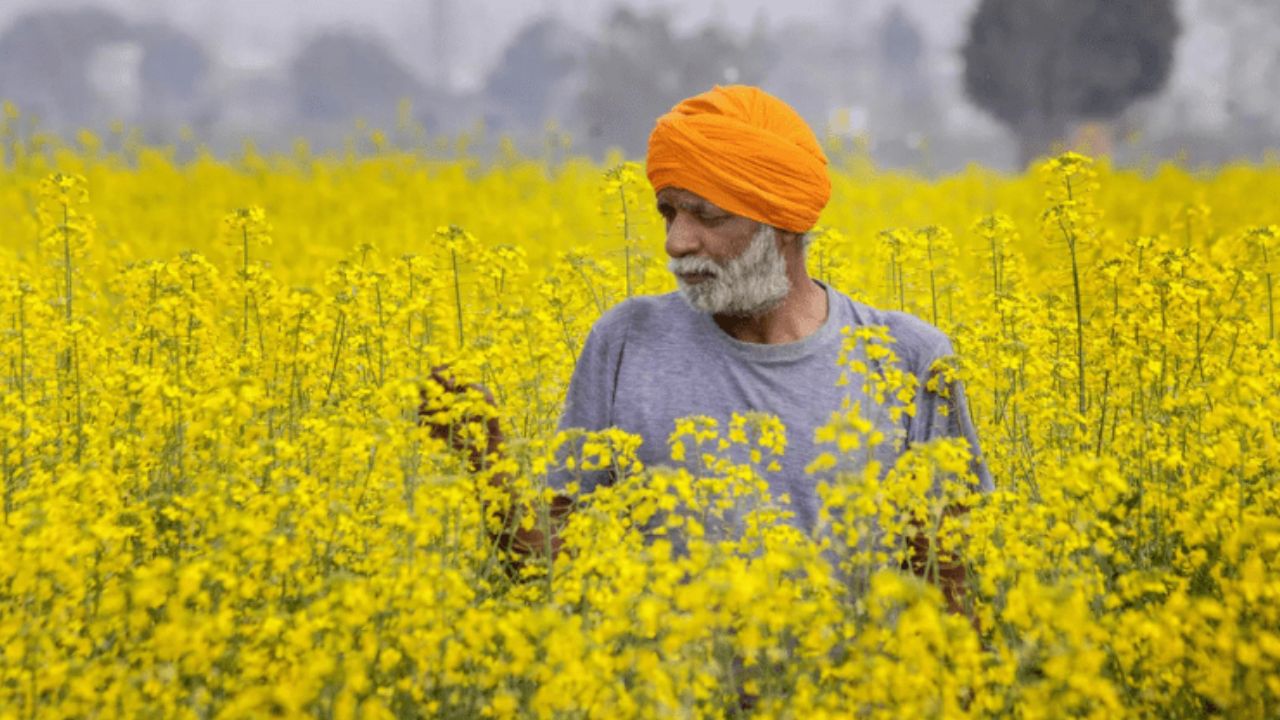 सरसों की पहली सिंचाई कब करें