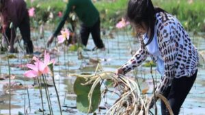 kamal kakadi की खेती