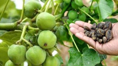 एक बार लगाएं 50 साल तक कमाएं/ जेट्रोफा की खेती के लाभ