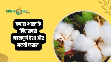 कपास (Cotton) की खेती: कपास एक महत्वपूर्ण फसल है, जानें कपास की खेती कैसे करें