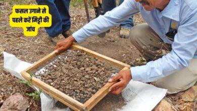 अच्छे बीज के साथ ही स्वस्थ मिट्टी होना बहुत आवश्यक