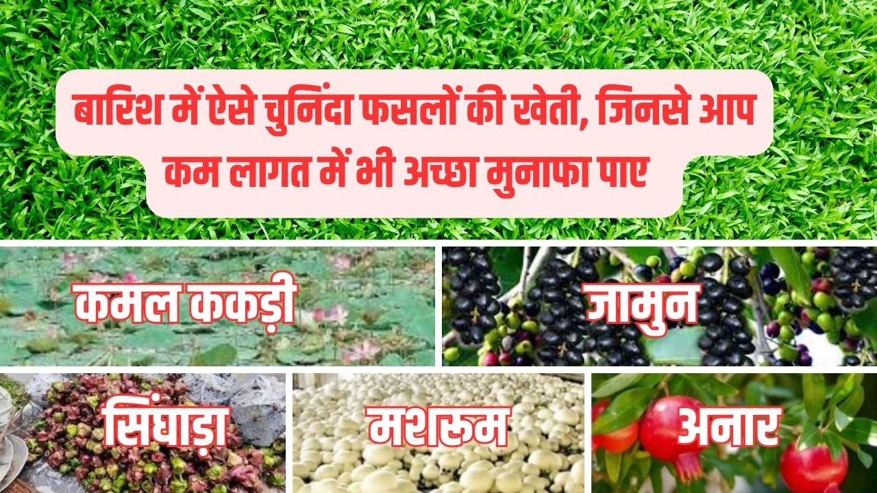 बारिश के मौसम में खेती: कम बजट में बंपर पैदावार के लिए खेती के लिए 5 लाभदायक फसलें