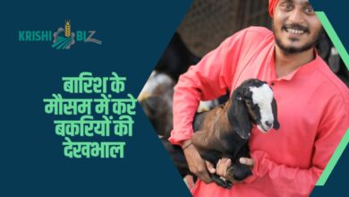 बारिश के मौसम में बकरियों की देखभाल