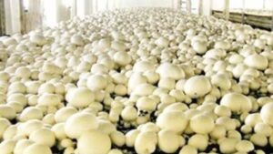 मशरूम की खेती
