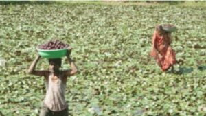 सिंघाड़ा की खेती