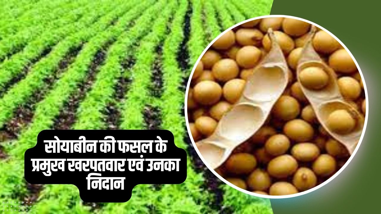 सोयाबीन की फसल के प्रमुख खरपतवार एवं उनका निदान (1)