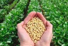 सोयाबीन