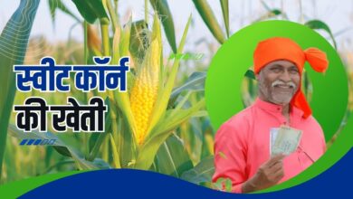 स्वीट कॉर्न की खेती