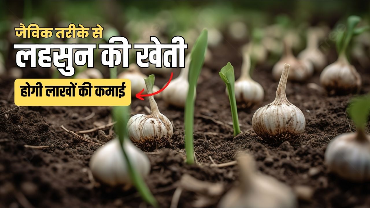 लहसुन की खेती जैविक तरीके से